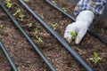 Farmer hand is planting Chinese cabbage sprouts on nursery plot in organic farm Royalty Free Stock Photo