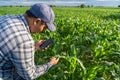 Close up of Agriculturist utilize the core data network in the Internet from the mobile to validate growing corn farming in field