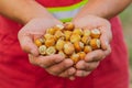 Close-up agronomist man farmer shows pile of raw unshelled hazelnuts in palm of hands good harvest