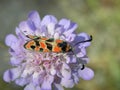 Close up of a agrumenia fausta in herault, france