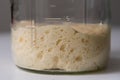 Close-up of the air bubbles in old dough, also called mother dough, that can be used to leaven bread