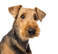 Close up of an Airedale Terriers