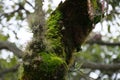 Close up of airplants and green moss growing on a tree trunk. Background blurred or out of focus