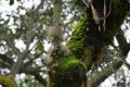 Close up of airplants and green moss growing on a tree trunk. Background blurred or out of focus