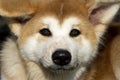 Close-up of Akita Inu, Akita inu dog close-up portrait. Japanese Dog Akita Inu. Shiba inu.  6 months old puppy portrait. Dog Royalty Free Stock Photo