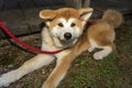 Close-up of Akita Inu, Akita inu dog close-up portrait. Japanese Dog Akita Inu. Shiba inu.  6 months old puppy portrait. Dog Royalty Free Stock Photo