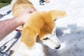 Close-up of Akita Inu, Akita inu dog close-up portrait. Japanese Dog Akita Inu Winter Background. Shiba inu.  6 months old puppy Royalty Free Stock Photo