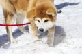 Close-up of Akita Inu, Akita inu dog close-up portrait. Japanese Dog Akita Inu Winter Background. Shiba inu.  6 months old puppy Royalty Free Stock Photo