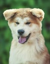 Close up on Akita inu puppy purebreed dog face