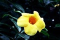 Close up of a alamanda flower Royalty Free Stock Photo