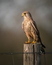 Close-up of alap alap sitting on a felled tree, looking around, looking for prey to eat Royalty Free Stock Photo