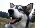 Close up of an alaskan malamute dog Royalty Free Stock Photo