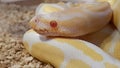 Close up An Albino Ball Python in yellow white color with stay still motion, red eyes, young animals, Python regius, Albino Royalty Free Stock Photo