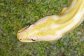 Close up of albino Burmese Python with a beatuful pattern