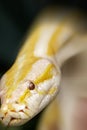 Close up of albino Burmese Python with a beatuful pattern