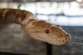 snake head close-up. Close up of a albino Burmese python