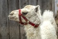 Close up of an albino camel.