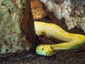Albino Python Royalty Free Stock Photo