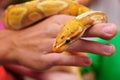 Close up of albino python in man hands. yellow Python snake. Snake close-up Royalty Free Stock Photo