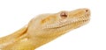 Close-up of an Albino royal python