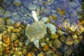 Close up of albino sea turtle under water
