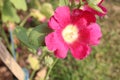 close up of Alcea setosa flower