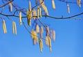 Close up of alder branch with earrings on blue spring sky. Shallow depth of field Royalty Free Stock Photo
