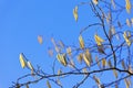 Close up of alder branch with earrings on blue spring sky. Shallow depth of field Royalty Free Stock Photo