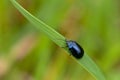 Single alder leaf beetle sitting on a grass blade - Agelastica alni