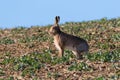 Close up of an alert Brown Hare Lepus europaeus staanding sta