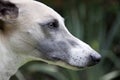 Close Up Of Alert Face Of Whippet