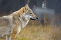 Close-up of alert female grey wolf standing in the forest Royalty Free Stock Photo