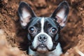 Close up of Alert French Bulldog with Big Ears Peering Out From Hole in the Earth with Curious Look