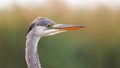 Close-up of alert grey heron looking from side view in summer nature