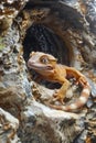 Close up of Alert Orange Gecko Emerging from Rocky Crevice in Natural Habitat