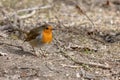 Close-up of an alert Robin standing on muddy path