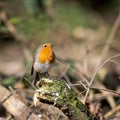 Close-up of an alert Robin standing on a tree stump