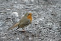 Close-up of an alert Robin standing on wet muddy path