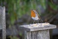 Close-up of an alert Robin standing on a wooden table covered with seed