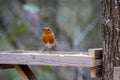 Close-up of an alert Robin standing on a wooden table