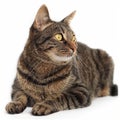 Attentive Tabby Cat on White Background Royalty Free Stock Photo