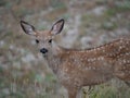 Close Up of an Alert Whitetail Fawn with Spotted Coat Looking at Camera
