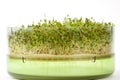 Close up of alfaalfa microgreens sprouts on white background