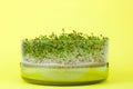 Close up of alfaalfa microgreens sprouts on yellow background