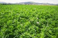 Close up of Alfalfa Medicago sativa field in Slovakia. Lucerne and meadow with village in background. Important agricultural