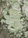Close-up of algae, moss and lichen growing on tree trunk