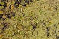 Close-up of algal bloom and aquatic plants on the surface of the water of a pond