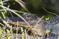 Close up of an aligator lying in the grass in the sun