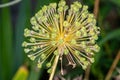 Close up of alium flower head with green seed pods