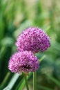 Close-up on Alium flowers composed of many delicate petals